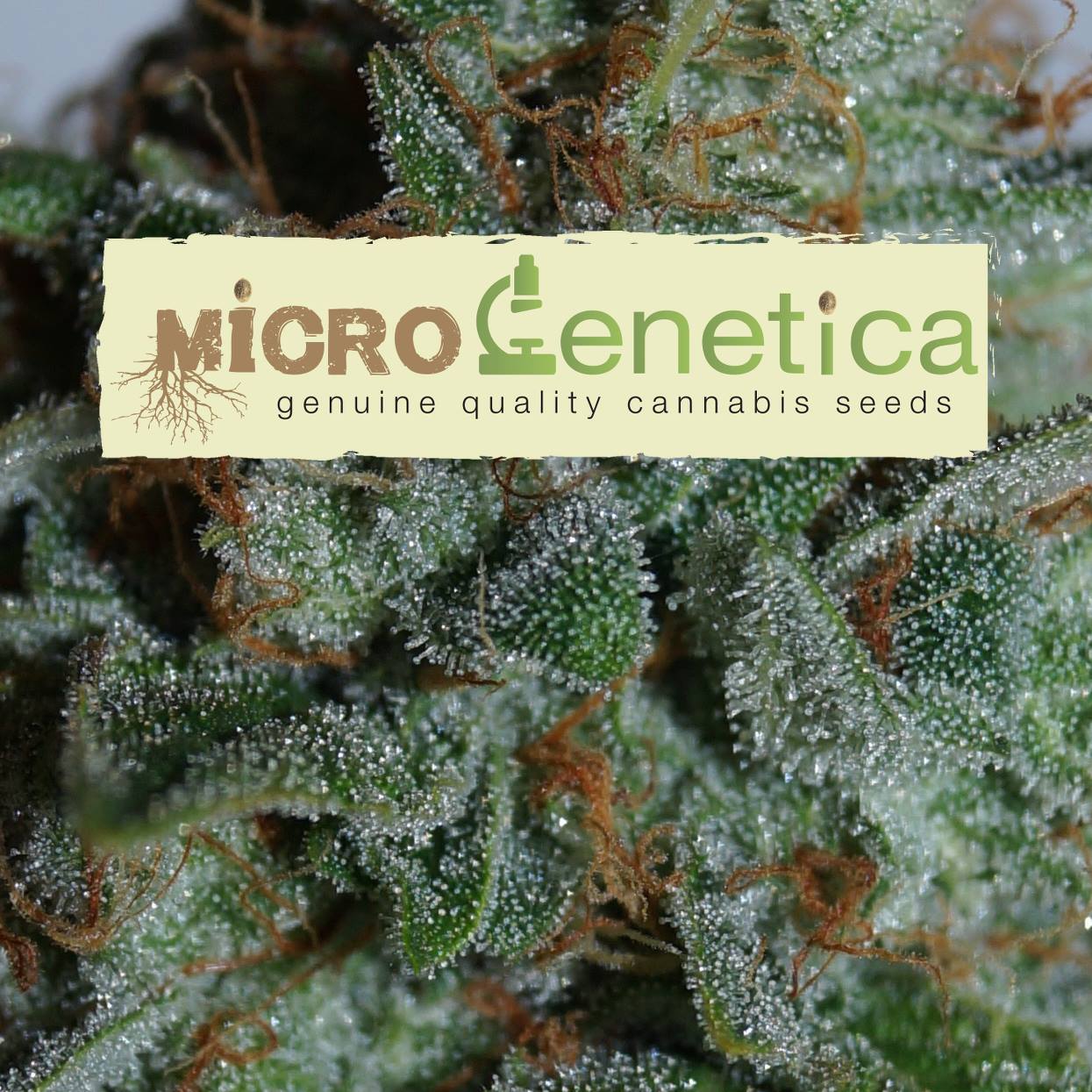 microgenetica, semi, seed, marijuana, cannabis, canapa
